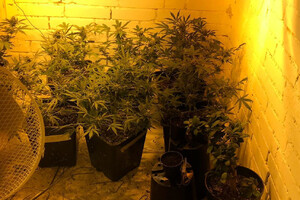 Film przedstawia zabezpieczone przez policjantów krzaki konopi oraz narkotyki.