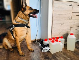Zdjęcie przedstawia psa policyjnego oraz zabezpieczone narkotyki w mieszkaniu.