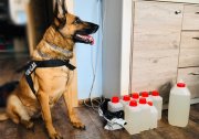 Zdjęcie przedstawia zabezpieczone narkotyki i psa policyjnego w mieszkaniu.