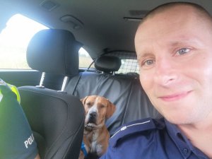 Policjant mł. asp. Mickiewicz Arkadiusz w radiowozie. Za policjantem widoczny uratowany pies.
