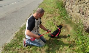 Zdjęcie przedstawia policjanta w ubraniu cywilnym, który pochyla sie nad uratowanym psem. Pies maści czarnej, rasy mieszanej przypięty jest smyczą koloru czerwonego.