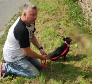 Zdjęcie przedstawia policjanta w ubraniu cywilnym, który pochyla sie nad uratowanym psem. Pies maści czarnej, rasy mieszanej przypięty jest smyczą koloru czerwonego.