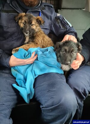 Uratowane szczeniaki przez policjantów