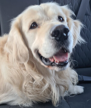 Zdjęcie przedstawia psa.