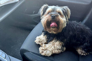 Pies siedzący na fotelu w radiowozie