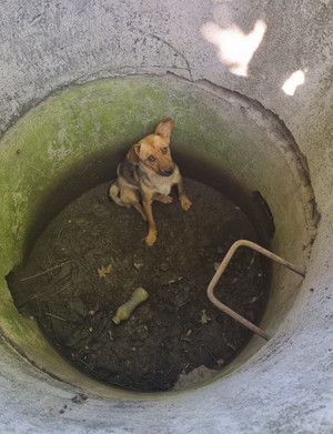 Zdjęcie przedstawia psa w betonowej studni.