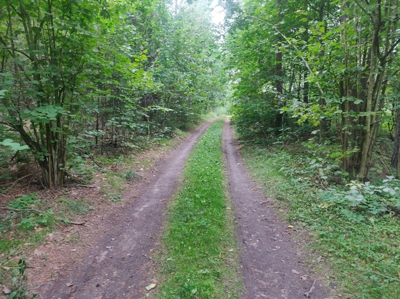Zdjęcie przedstawia drogę leśną wśród drzew.