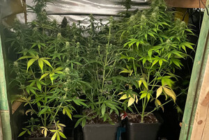 Zdjęcie przedstawia zabezpieczone narkotyki.