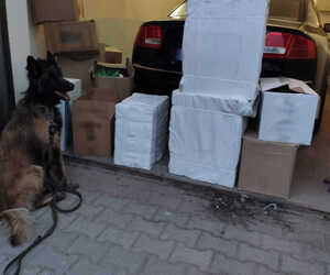 Wyroby tytoniowe bez akcyzy odkryte w garażu, pies tropiący ze Służby Celno-Skarbowej.