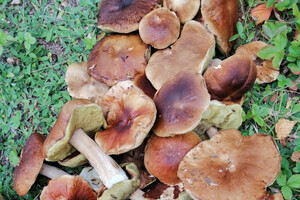 Zdjęcie przedstawia grzybobranie.