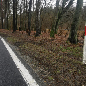 Zdjęcie przedstawia jesienną drogę.